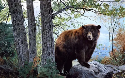 Бурый медведь на Дальнем Востоке нашел в лесу чесалку и попал на видео -  NEWS.ru — 23.09.23