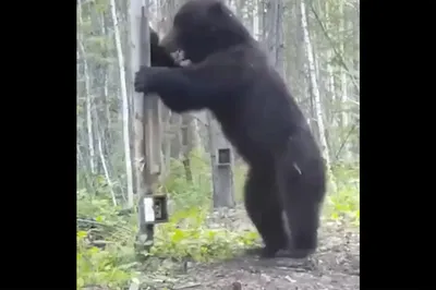 Працоўная слава - Что делать если встретился в лесу медведь: советы  специалистов