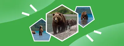 Как избежать встречи с медведем в лесу - Новости - Главное управление МЧС  России по Сахалинской области