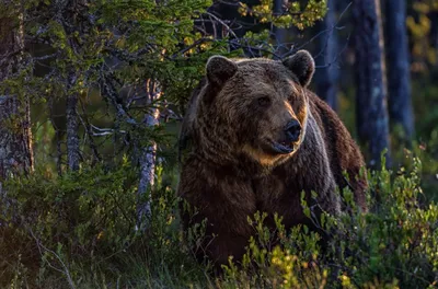 Осторожно, медведи! Жителей Пензенской области предупредили о смертельной  опасности