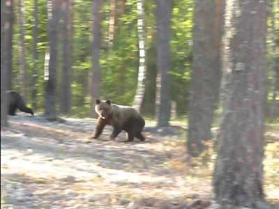 На Буковине в лесу возле села обнаружили следы медведя | Новости на  Громадськом радио