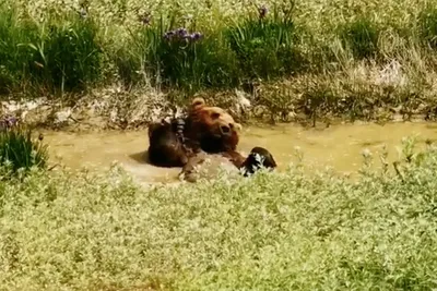 Блокнот Новости - В Хабаровском крае медведь напал на... | Facebook