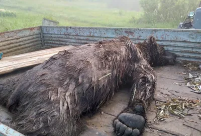 В Башкирии медведь вновь напал на корову