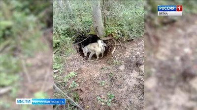 В Ломоносовском районе медведь насмерть загрыз грибника