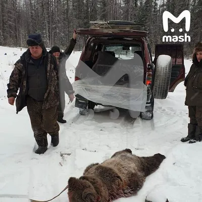 Медведя, который вчера загрыз человека в природном парке \"Ергаки\" в  Красноярском крае, убили. - ЯПлакалъ