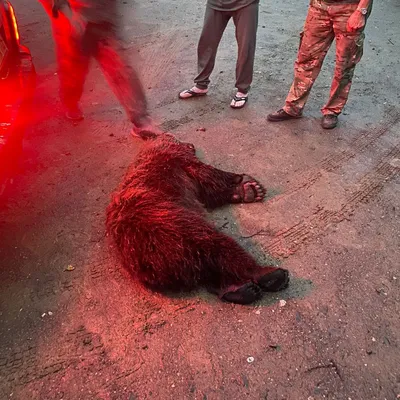 В Приморье медведь загрыз человека. 30 октября 2023 г. Кубанские новости