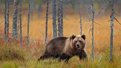 Разъяренный медведь чуть не загрыз двух человек в Якутии | 360°