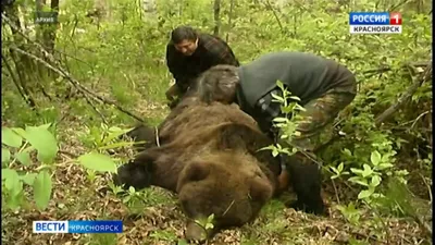 Медведь загрыз корову в центре села в Новосибирской области - 19 августа  2023 - НГС