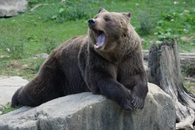 Биологи рассказали, как спят и что делают зимой медведи в Тверской области  | Пикабу