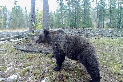 Медведь 🐻 стоит на горе, пейзаж, …» — создано в Шедевруме