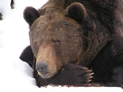 Скачать обои зима, медведь, дед мороз, маша и медведь, маша разрешение  1680x1050 #26916