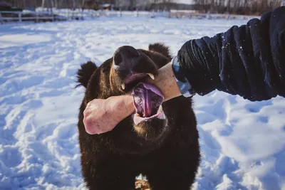 Бурый медведь в зимнем лесу | Премиум Фото