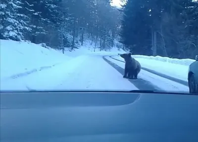 Ну чё ты, иди ложись!\": инспектор снял на видео здорового медведя - Новости  Сахалинской области - astv.ru
