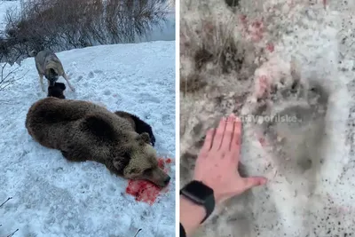 В Приморье медведи вышли к аэропорту и жилым домам, власти Артема просят  людей не выходить на улицу - KP.RU