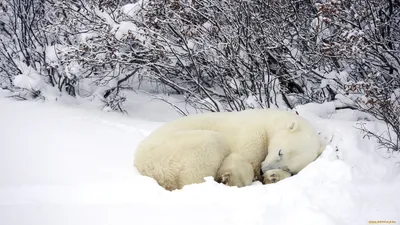Бесплатное изображение: Полярные медведи, медведь, зима