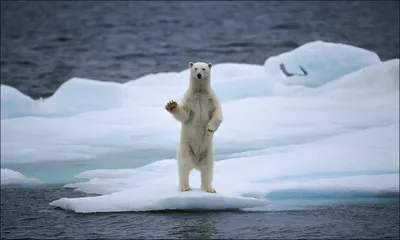 Белый медведь | Белые медведи, Белый медведь, Смешные фотографии животных