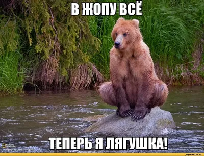 Смешные картинки с медведями (53 фото) - 53 фото