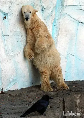Мемы от медведя. | ВКонтакте