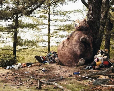 Портрет смешного бурого медведя показывая жест мира Стоковое Фото -  изображение насчитывающей мило, взорвать: 120279244