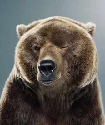 Смешной мультяшный медведь - 66 фото