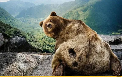 Смешные картинки животных – Выпуск № 8 (Медведи) – Интересные животные