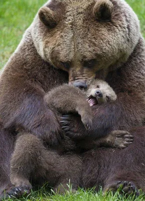 Valtteri Mulkahainen (@valtterimulkahainen) • Instagram photos and videos в  2023 г | Веселые медведи, Смешные животные, Изображения медведей