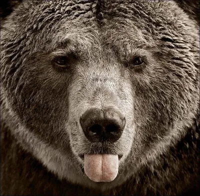 Смешные картинки с медведями (95 фото) 🔥 Прикольные картинки и юмор