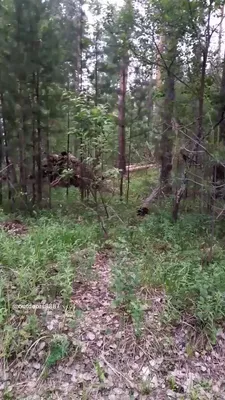 В Черняевском лесу появилась медвежья берлога