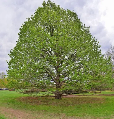 Arboretum Орех Медвежий или Лещина Древовидная