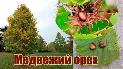 Саженцы Медвежьего ореха (Лещина древовидная) двухлетние – Древень