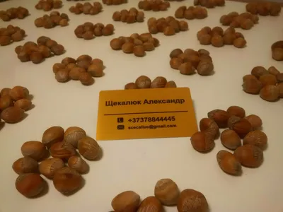 Медвежий орех (лещина древовидная, C. Colurna L. ) купить
