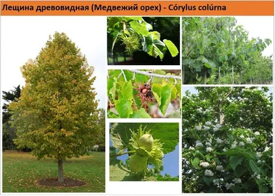 ОРЕХ МЕДВЕЖИЙ» (CORYLUS COLURNA) — НКО \"NORD-NUC\"