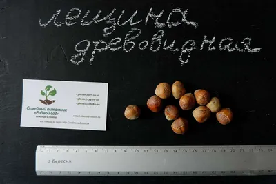 Фото к объявлению: продам Медвежий орех, семена медвежьего ореха, горіх  ведмежий — Agro-Ukraine