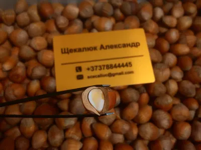 Фото к объявлению: продам Медвежий орех, семена медвежьего ореха, горіх  ведмежий — Agro-Ukraine