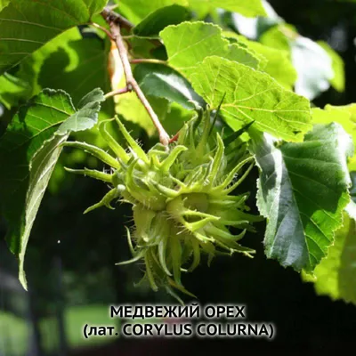 Купить Лещина древовидная семена (20 шт) (Corylus colurna) турецкий фундук медвежий  орех подвой для саженцев фундука в Украине