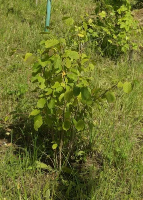 Орех медвежий - alun turcesc - турецкая лещина древовидная (Corylus Colurna)