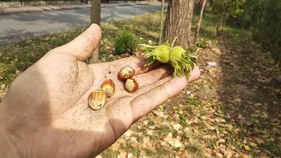 ОРЕХ МЕДВЕЖИЙ» (CORYLUS COLURNA) — НКО \"NORD-NUC\"