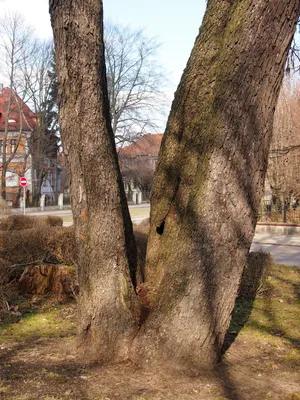 Лещина древовидная, медвежий орех