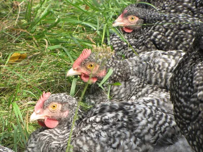 Цыплята мехеленской кукушки (27 фото)