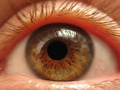 Ученые из университета Колорадо заинтересовались цветом глаз - KP.RU