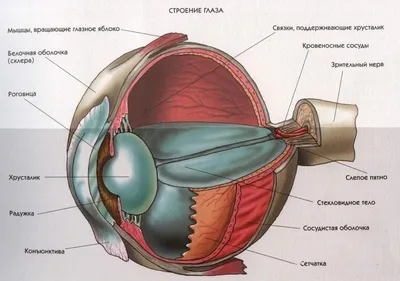 Внимание на глаза – по ним можно заметить эти 7 заболеваний | Evolutis  Clinic | Дзен