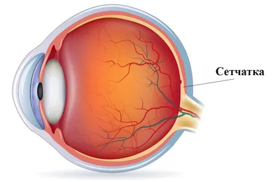 Рак глаза: виды, симптомы и лечение - 11 августа, 2023 Статьи «Кубань 24»