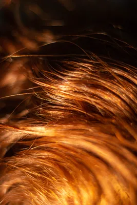 Мелирование волос с рыжими прядями - 75 photo