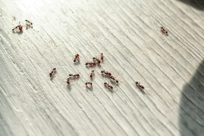 Что делать, когда в квартире появились мелкие муравьи?