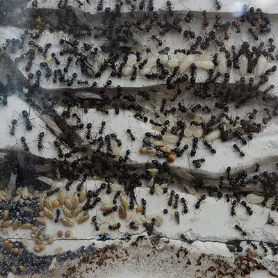 Как найти гнездо муравьев в квартире и частном доме?