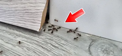 Муравьи в квартире: какие бывают домашние муравьи, рассказывают специалисты  компании «КлопХлоп»!