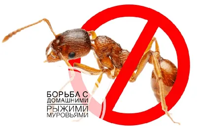 Дом без муравьёв: информационные статьи от компании «Август»