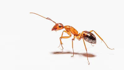 Они просто сводят с ума»: как избавиться от муравьев и предотвратить их  появление в доме / Оффтопик / iXBT Live