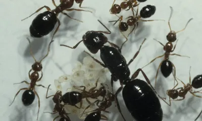 Как избавиться от маленьких муравьев в квартире | ДезСтанция