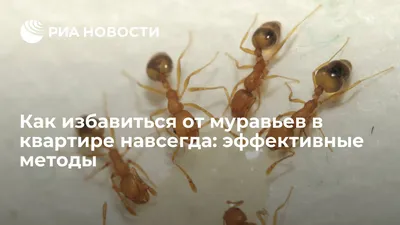 Уничтожение муравьев народными методами - как избавиться от муравьев в  домашних условиях | klophlop.ru